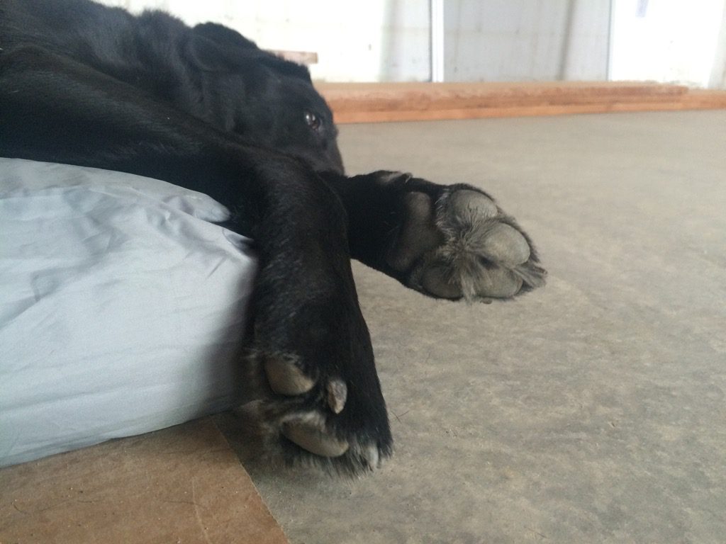 dirty dog feet