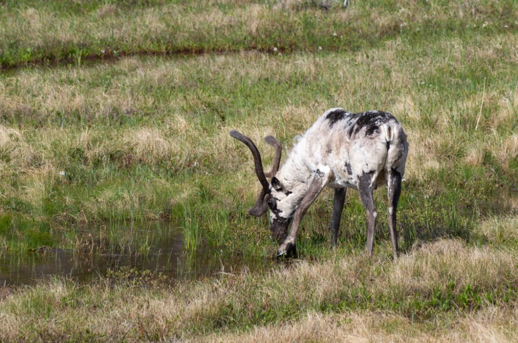 caribou