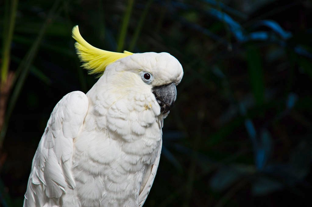 bloedel_conservatory_sulphur_crested
