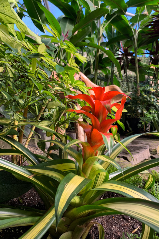 bloedel conservatory flowers
