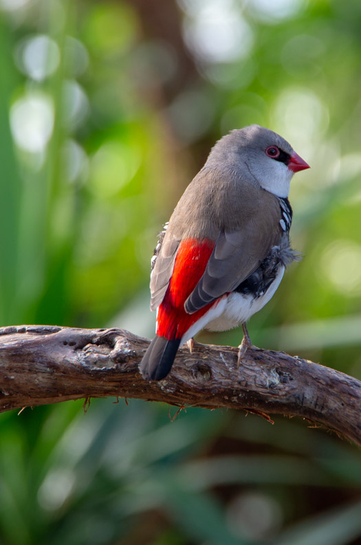 bloedel conservatory bird