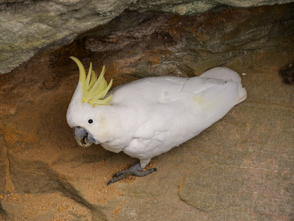 cockatoo_island_cockatoo