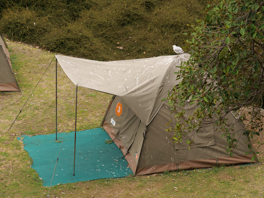 cockatoo_island_seagull_on_tent