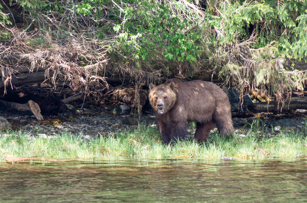 Tide Rip Grizzly Tour