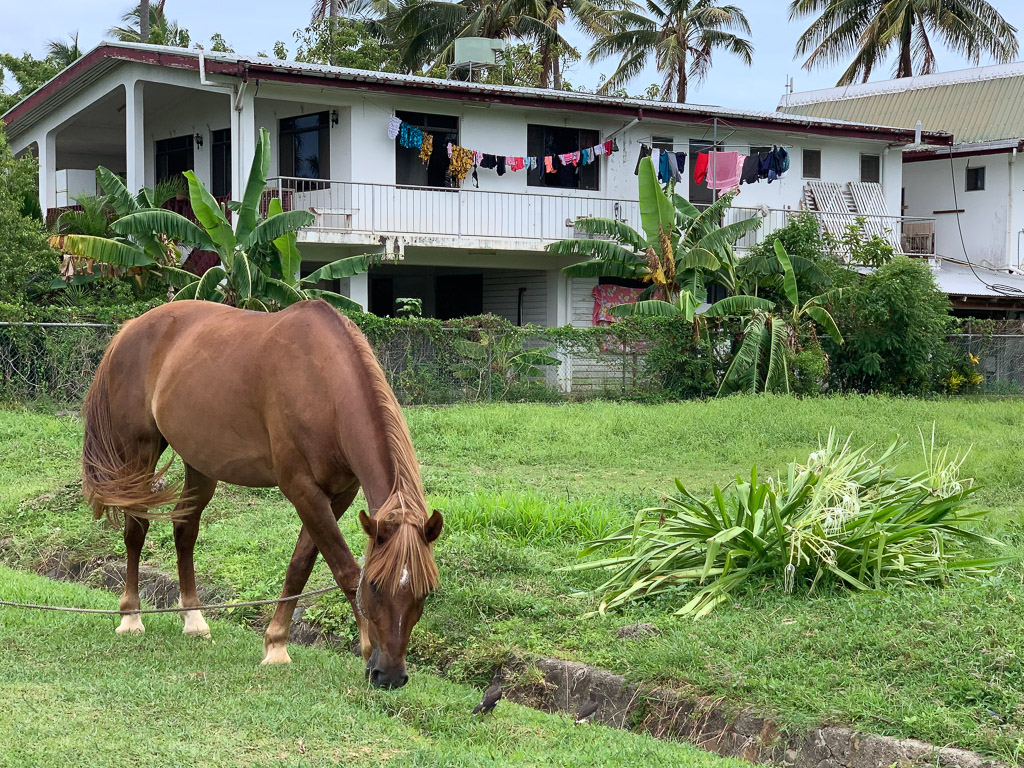 wailoaloa_beach_horse